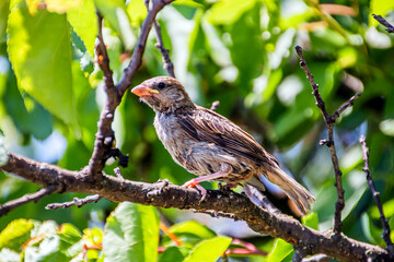 A beautiful little bird sits on a tree against the backdrop of greenery	
