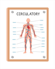 Human circulatory system poster clipart cartoon style, vector design. Use in hospital or clinic wall poster cartoon concept. Circulatory system diagram cartoon. Hospital, clinic department concept