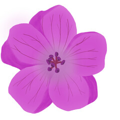 pink flower isolated