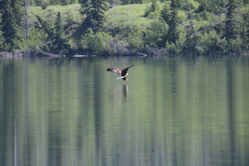 Fototapeta na wymiar Eagle Over The Water, Jasper National Park, Alberta