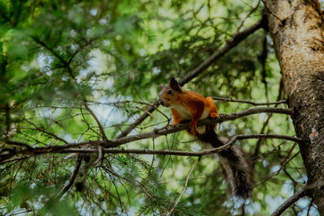 Red squirrel on pine branches
