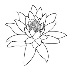 lotus flower isolated