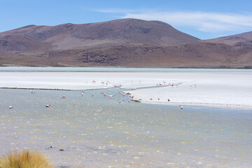 Flamingos in einer Lagune in der Salar de Uyuni in Bolivien