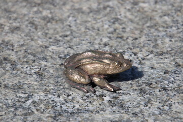 frog on the ground