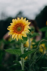 sunflower in the garden