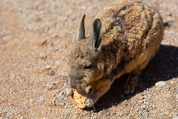 Viscachas  in der Salar de Uyuni in Bolivien