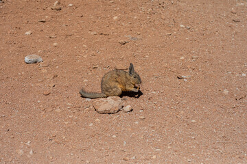 Viscachas  in der Salar de Uyuni in Bolivien