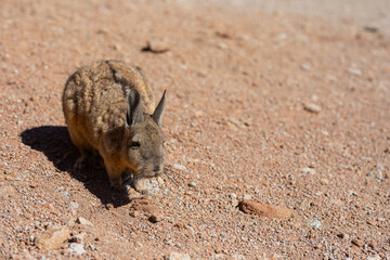 Viscachas  in der Salar de Uyuni in Bolivien