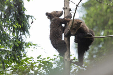 small brown bear cubs climbing on a tree