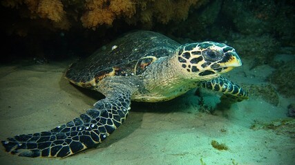 Fototapeta premium Sea Turtle