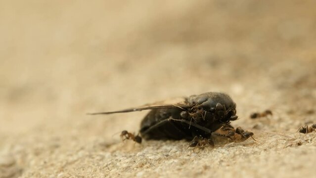 Macro view of predators ants colony while eating dead housefly insect, animal wildlife nature 4k
