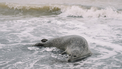 Seal close up view in the beach