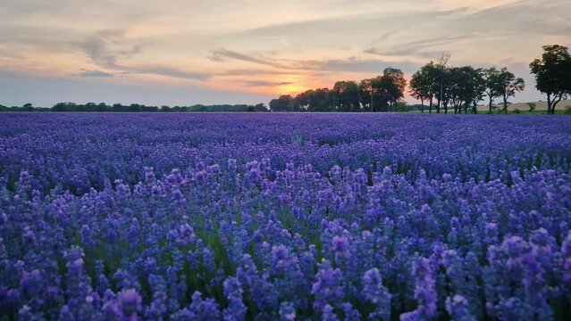 Idyllic view of blooming lavender field. Beautiful purple blue flowers in warm summer sunset light. Fragrant lavandula plants blossoms in the meadow