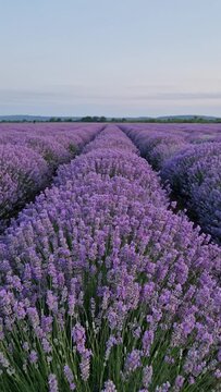 Picturesque scene of blooming lavender field. Beautiful purple pink flowers in warm summer light. Fragrant lavandula plants blossoms in the meadow, vertical background