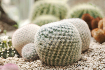 Side View White Cactus Plant or Call mammillaria huitzilopochtli   cactaceae in the cactus family at Botanical Gardens - Bangkok Thailand