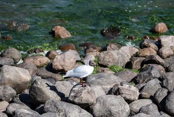 bird on the river bank looking for food on a sunny day
