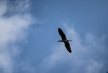 gray heron soars in the air near the river in search of food on a sunny day