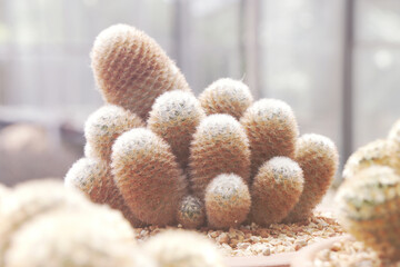 Cactus Plant or Call Mammillaria elongata the gold lace cactus or ladyfinger cactus, is a species of flowering plant in the family Cactaceae. Nature Tropical Plant backdrop Gardens         