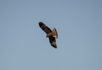 black kite soars in the air near the river in search of food on a sunny day