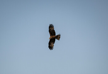 Obraz premium black kite soars in the air near the river in search of food on a sunny day