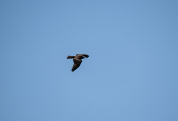 black kite soars in the air near the river in search of food on a sunny day