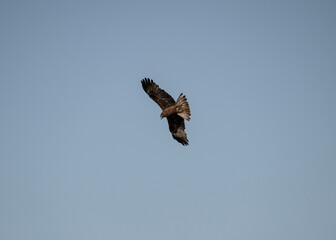 black kite soars in the air near the river in search of food on a sunny day