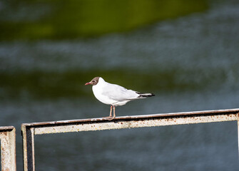 white gull soars in the air near the river in search of food on a sunny day