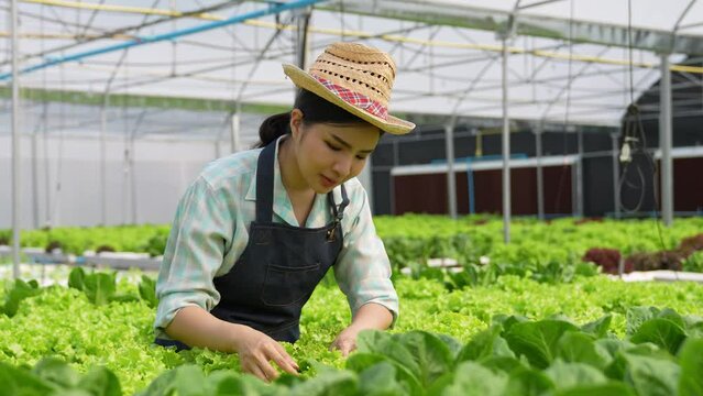 A woman owns a hydroponic vegetable garden, she grows wholesale hydroponic vegetables in restaurants and supermarkets, organic vegetables. new generations growing vegetables in hydroponics concept