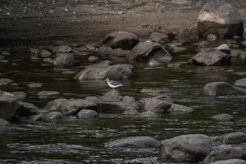 Naklejka na ściany i meble bird on the river bank looking for food on a sunny day