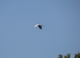 white heron flies in the air near the river in search of food on a sunny day