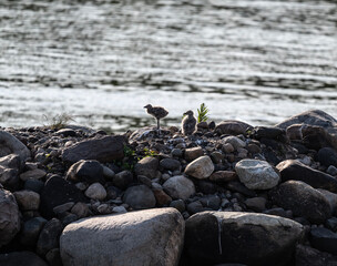 a gray chick of a seagull covered with down learns the world on a sunny day
