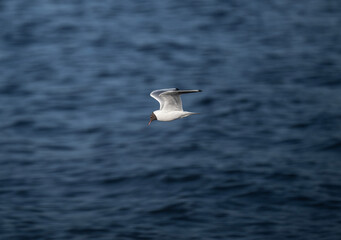 black-headed gulls near the river in search of food on a sunny day