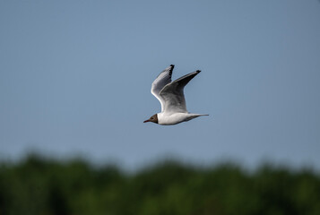 Fototapeta na wymiar black-headed gulls near the river in search of food on a sunny day