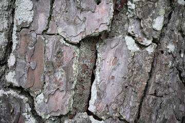 大きな松の古木の表面