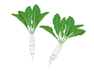 turnips on a white background.