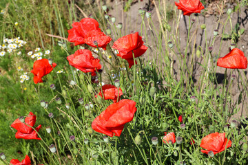 Poppy flowers in sunlight