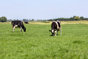 Fototapeta premium Frisian Holstein cows on a meadow farmland in Zuid Holland