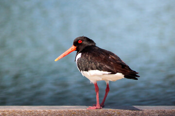 oyster catcher at the dock of a harbor in Rotterdam the Netherlands