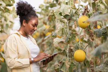 Portrait of Africa American farmer and diverse woman check quality products in melon farm examining...