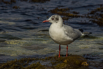 Seagull stand on a rock near the ocean surf in the water. The black-headed gull (Chroicocephalus ridibundus) lives in grassland, wetland and marine coastal in Europe and east coast of America.