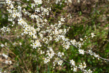 White Cherry Flowers, Spring Tree Texture Background, Blossoming Sakura Branches in Japanese Garden