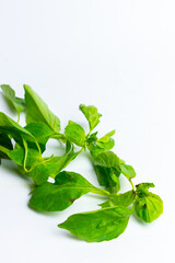 Basil or Kemangi, a sweet, pungent herb