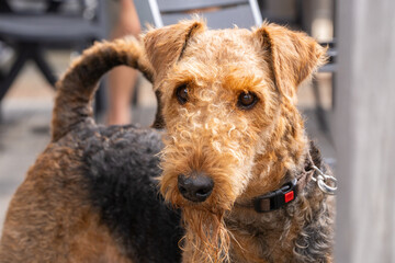 Closeup Portrait of Airedale Terrier Dog 