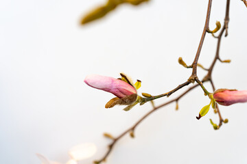Flowering Magnolia Soulangiana, Spring Pink Flowers