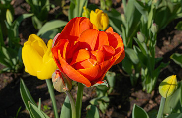 Red Tulips Outdoor, Spring Tulipa Flowers
