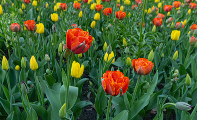 Fototapeta premium Red Tulips Outdoor, Spring Tulipa Flowers