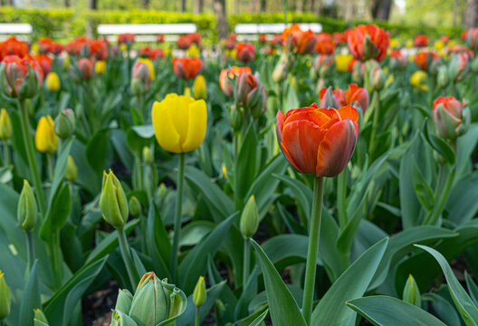 Red Tulips Outdoor, Spring Tulipa Flowers