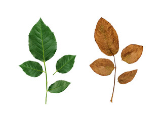 fresh rose leaves and Withered rose leaves, transparent background