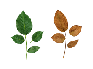fresh rose leaves and Withered rose leaves, transparent background