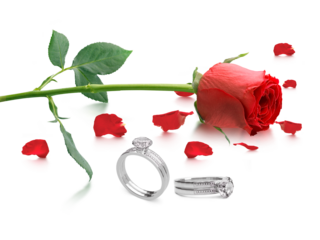 Red rose with elegant diamond ring, transparent background